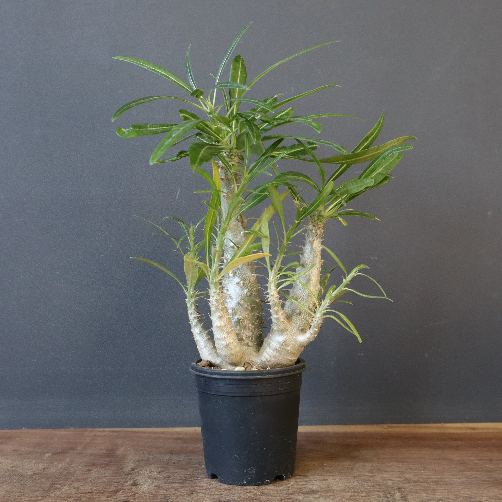 P.グラキリス（実生）440 – TaiShoDo ONLINE SHOP