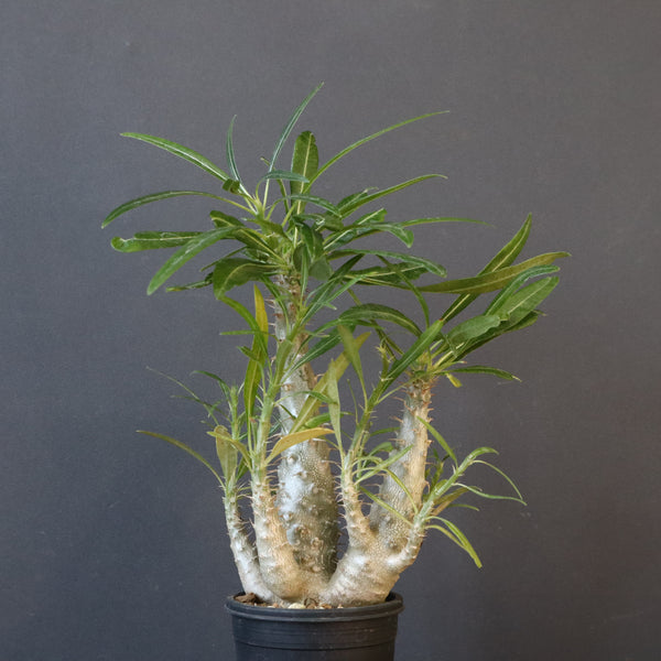 P.グラキリス（実生）440