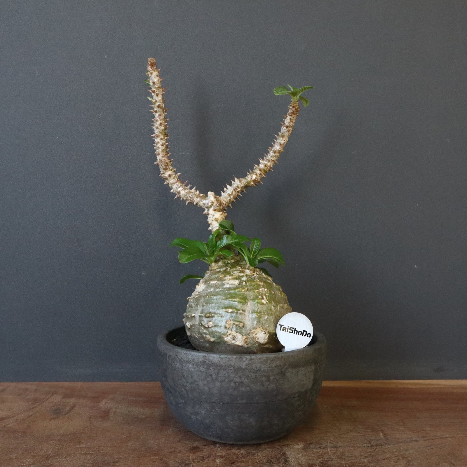 IMG_3697_86f89976-c352-4943-