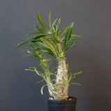 P.グラキリス（実生）440