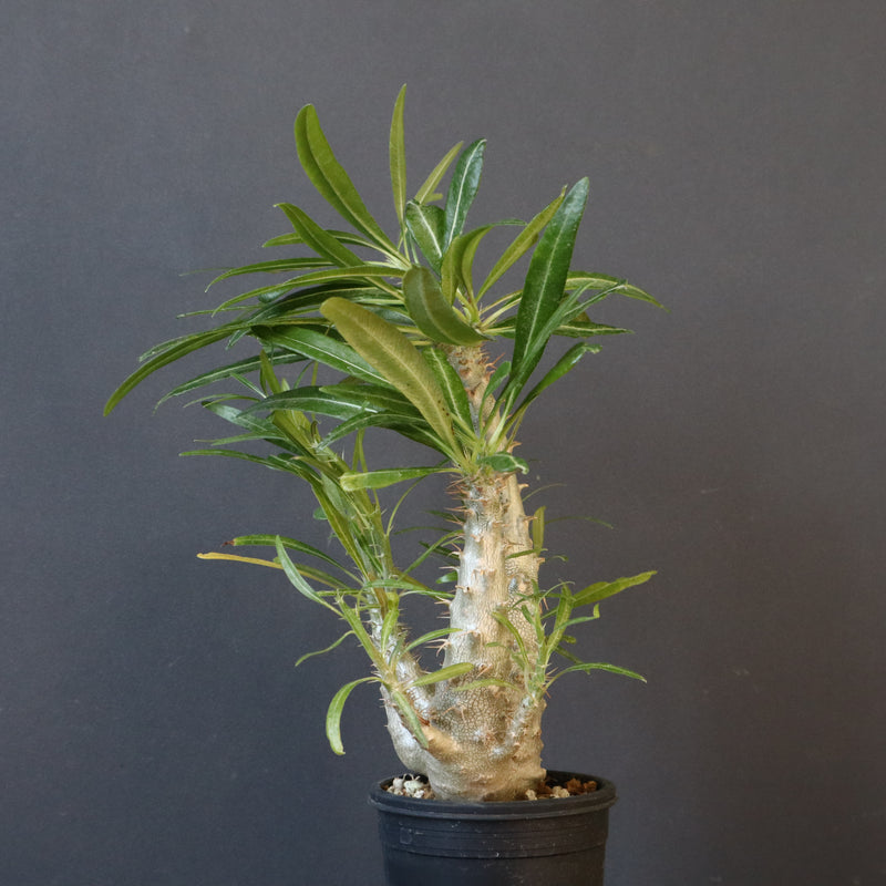 P.グラキリス（実生）440