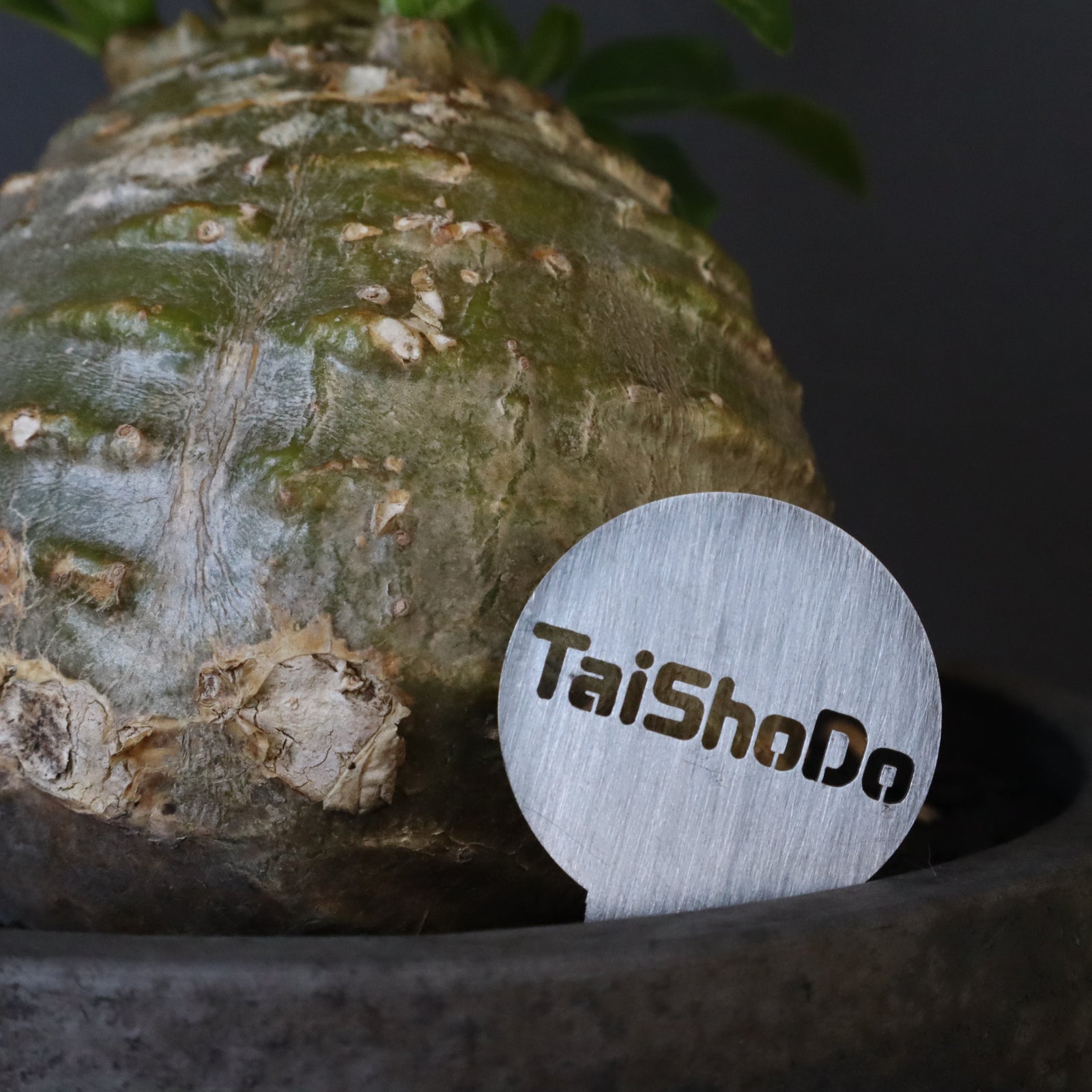 P・ウィンゾリー 25 – TaiShoDo ONLINE SHOP
