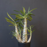 P.グラキリス（実生）440