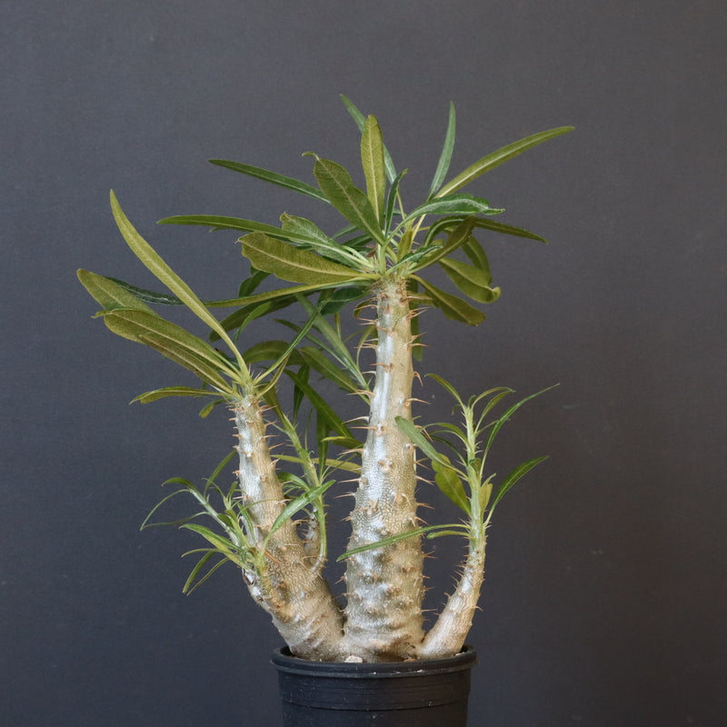 P.グラキリス（実生）440