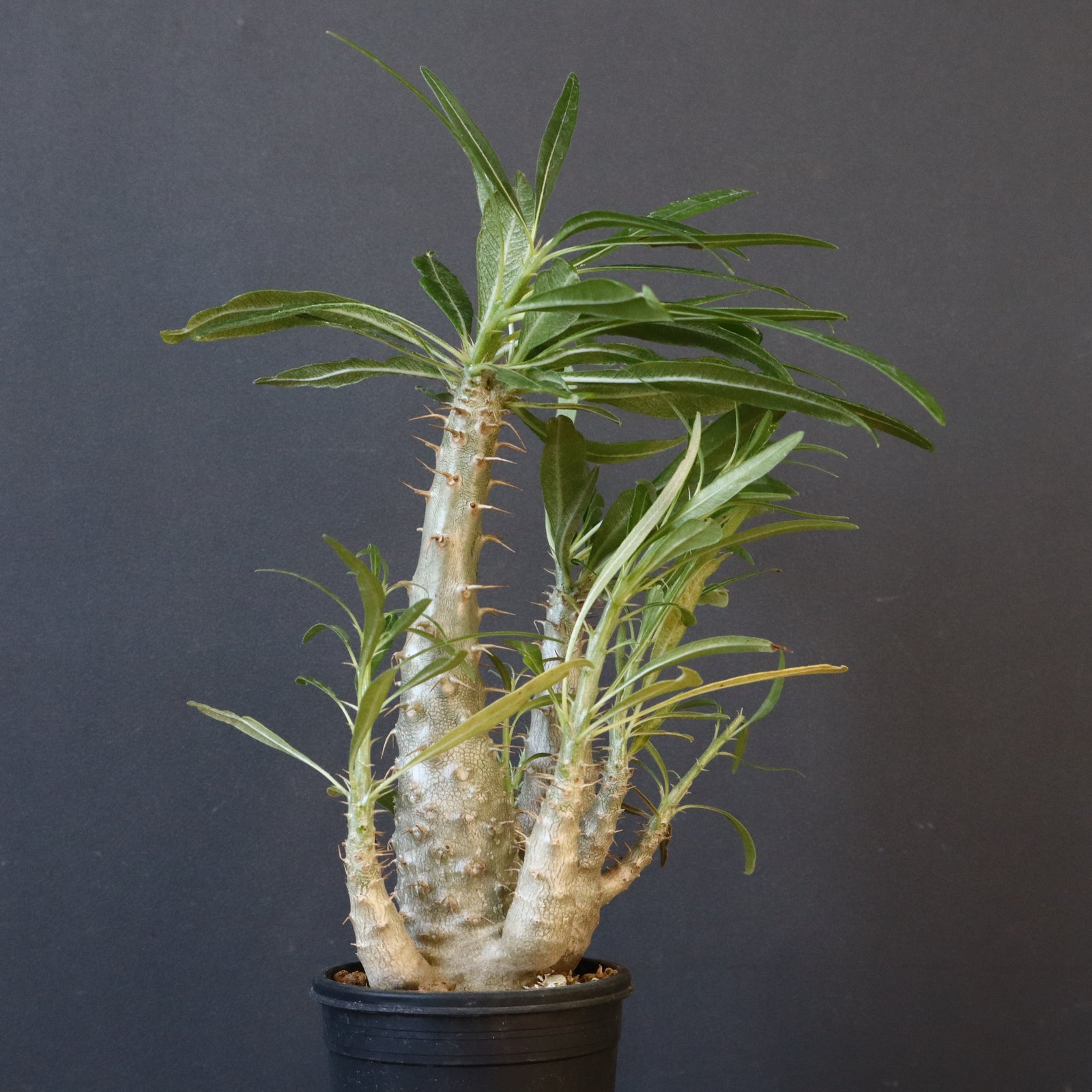 P.グラキリス（実生）440 – TaiShoDo ONLINE SHOP