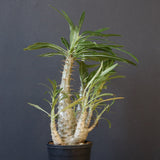 P.グラキリス（実生）440