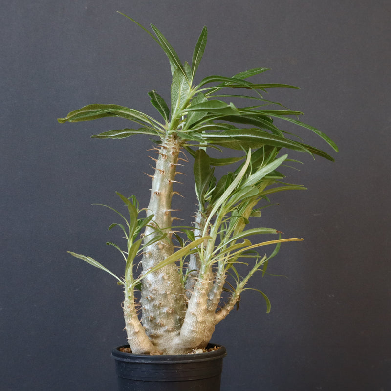 P.グラキリス（実生）440