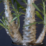 P.グラキリス（実生）440