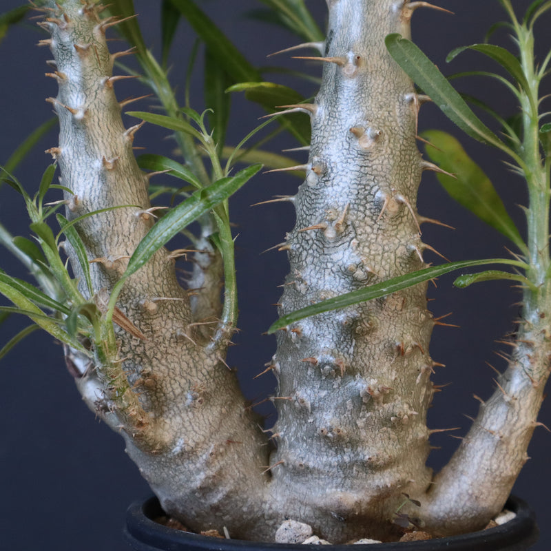 P.グラキリス（実生）440