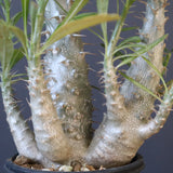 P.グラキリス（実生）440