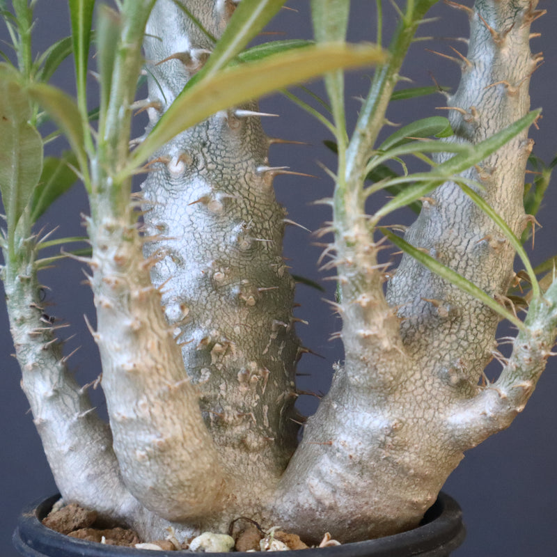 P.グラキリス（実生）440