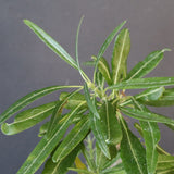 P.グラキリス（実生）440