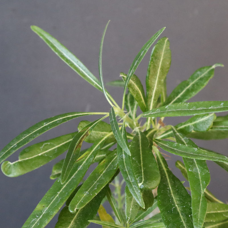 P.グラキリス（実生）440