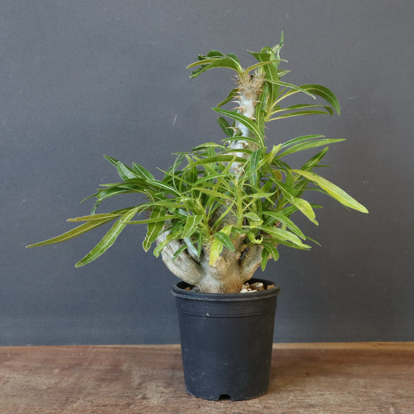 P.グラキリス（実生）284