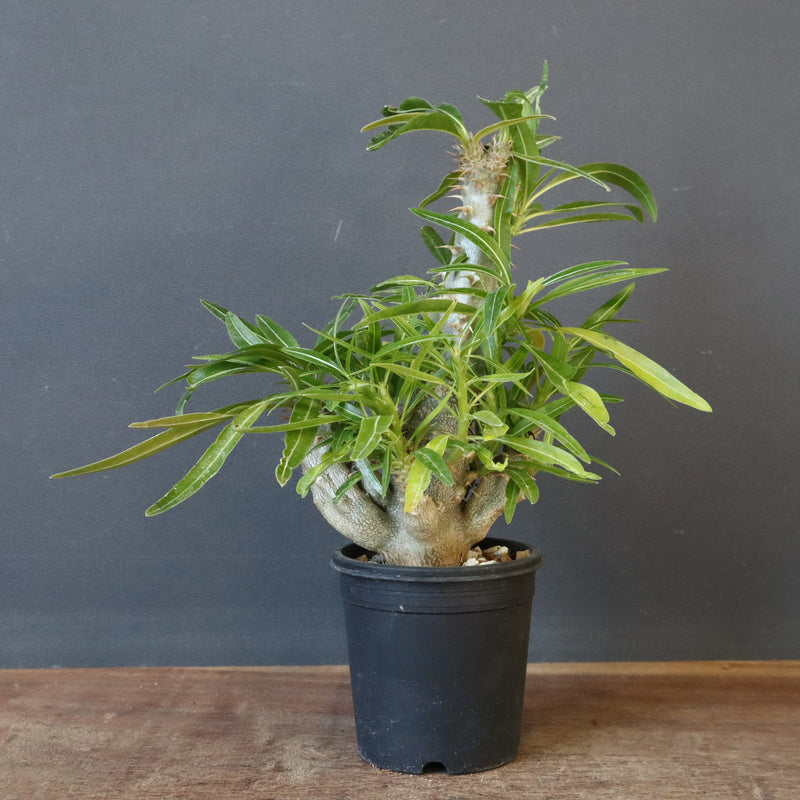 P.グラキリス（実生）284