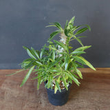 P.グラキリス（実生）284