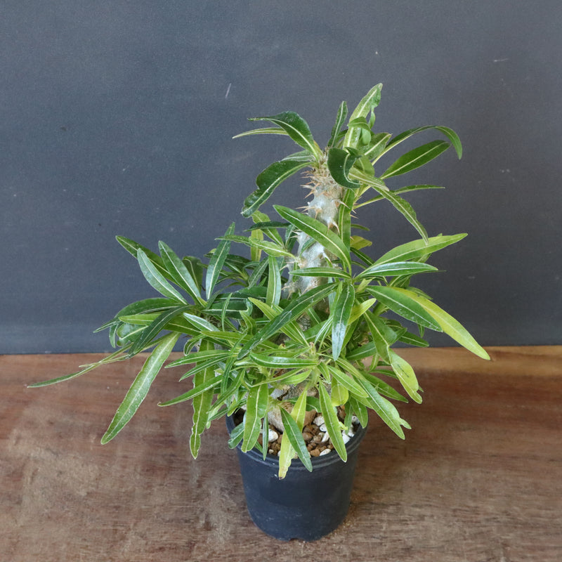 P.グラキリス（実生）284