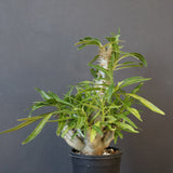 P.グラキリス（実生）284