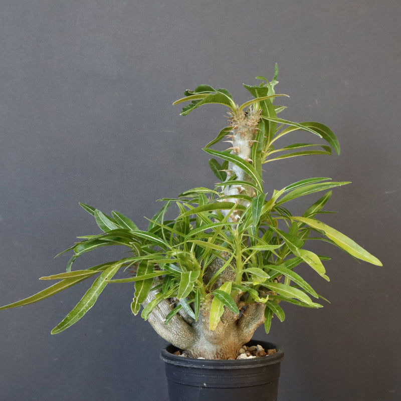 P.グラキリス（実生）284