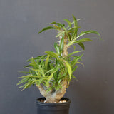 P.グラキリス（実生）284