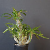 P.グラキリス（実生）284