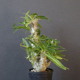 P.グラキリス（実生）284