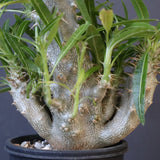 P.グラキリス（実生）284