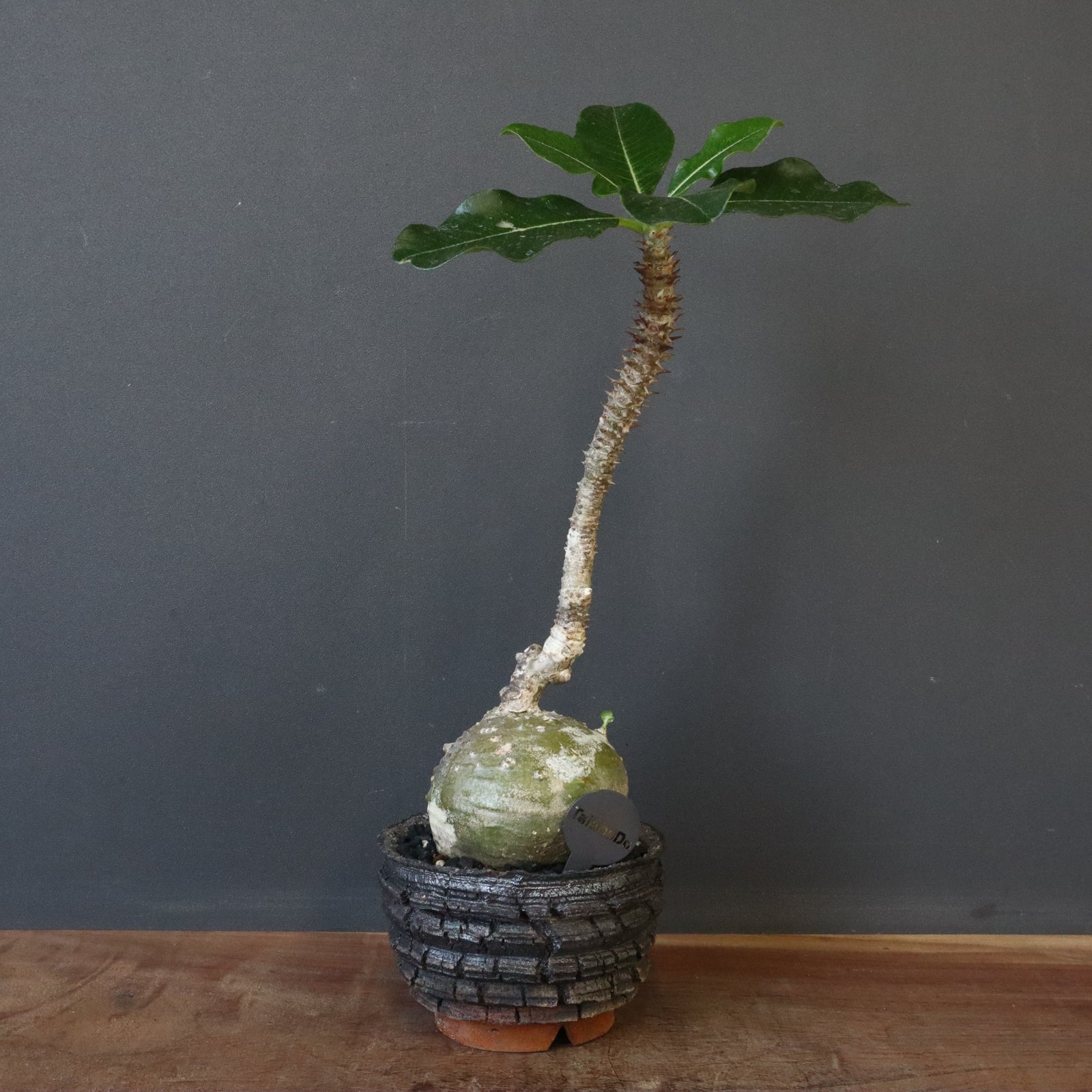 宮島將實陶器鉢】P.ウィンゾリー 18 – TaiShoDo ONLINE SHOP