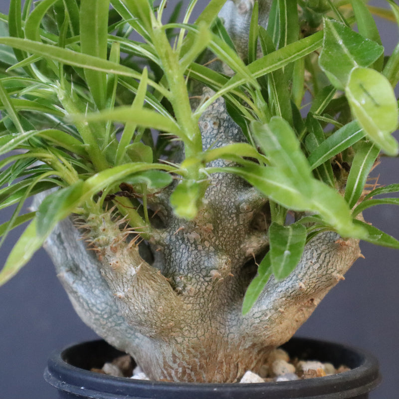 P.グラキリス（実生）284