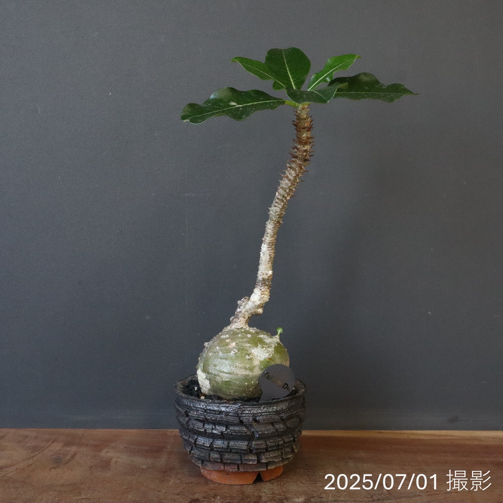 宮島將實陶器鉢】P.ウィンゾリー 18 – TaiShoDo ONLINE SHOP