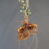 【ベアルート】A.フンベルティ(実生)  01