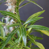 P.グラキリス（実生）284