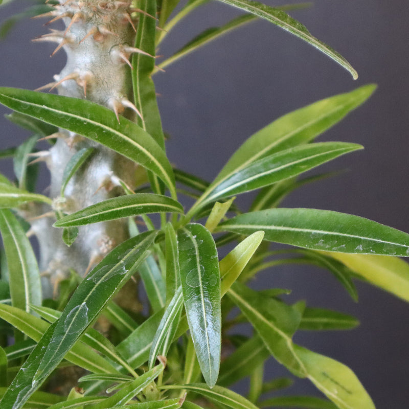 P.グラキリス（実生）284