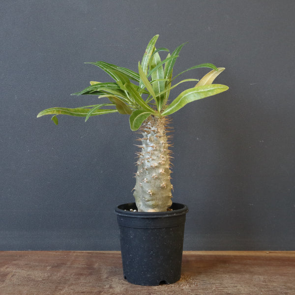 P.グラキリス（実生）377