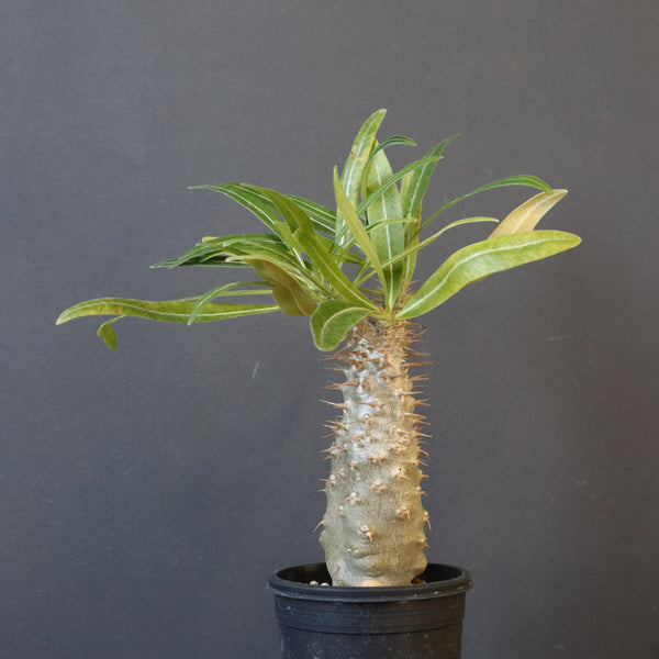 P.グラキリス（実生）377