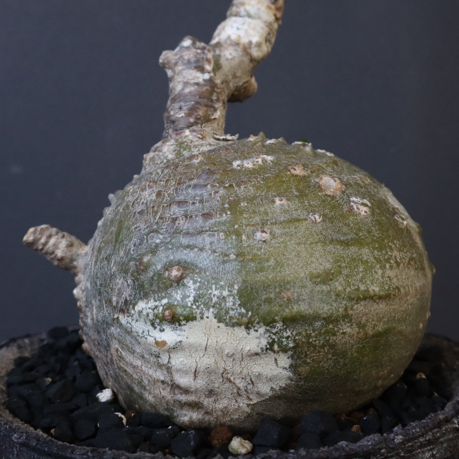 宮島將實陶器鉢】P.ウィンゾリー 18 – TaiShoDo ONLINE SHOP