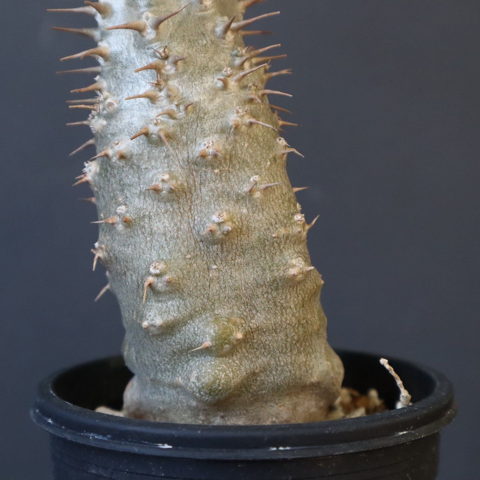 P.グラキリス（実生）377 – TaiShoDo ONLINE SHOP