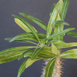 P.グラキリス（実生）377