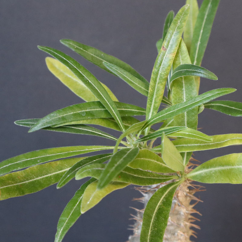 P.グラキリス（実生）377