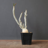 E.ワリンギアエ 3