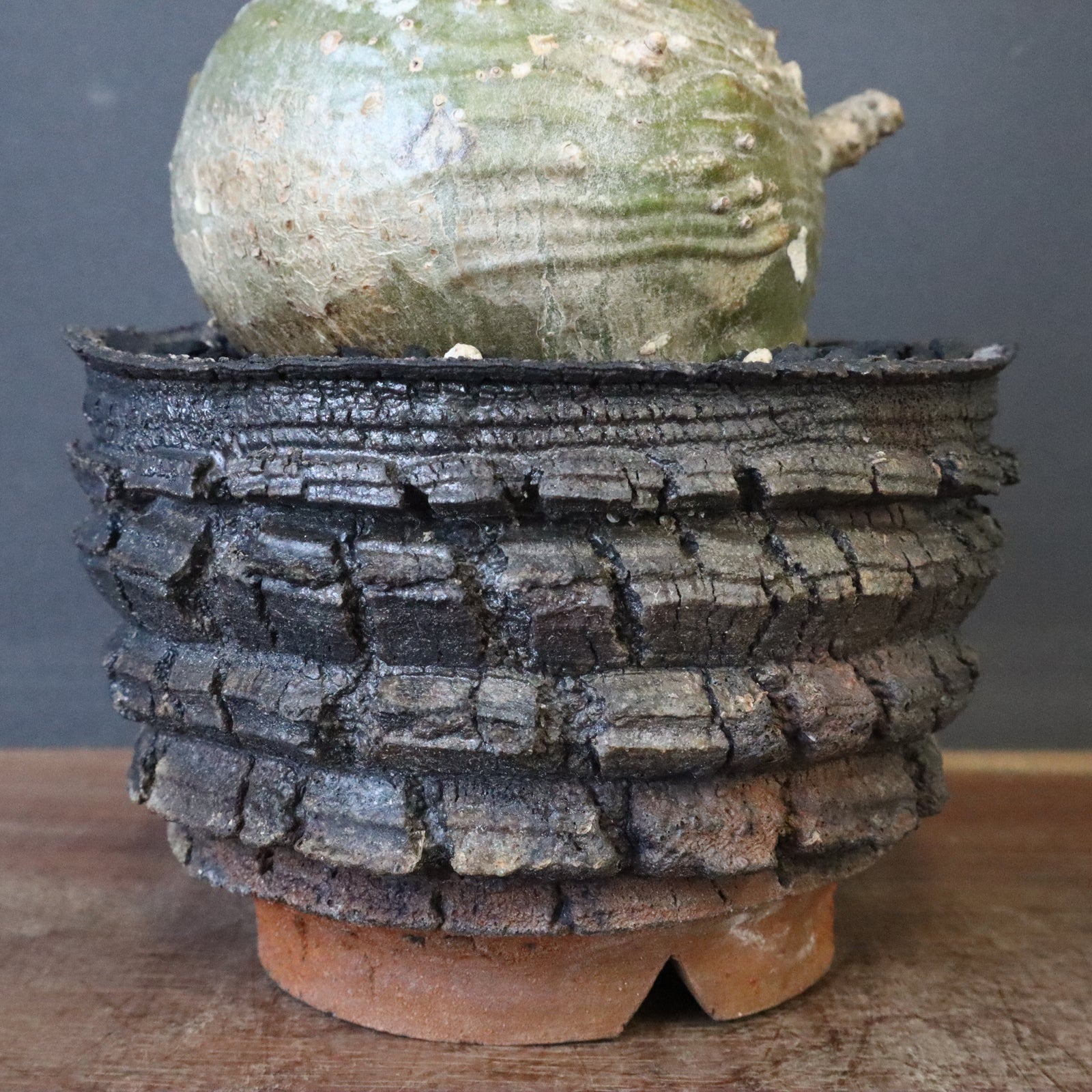 宮島將實陶器鉢】P.ウィンゾリー 18 – TaiShoDo ONLINE SHOP