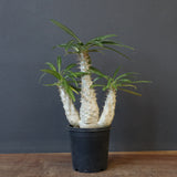 P.グラキリス（実生）420