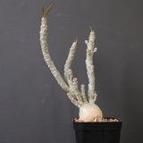 E.ワリンギアエ 3