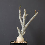 E.ワリンギアエ 3