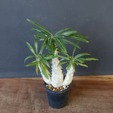 P.グラキリス（実生）420