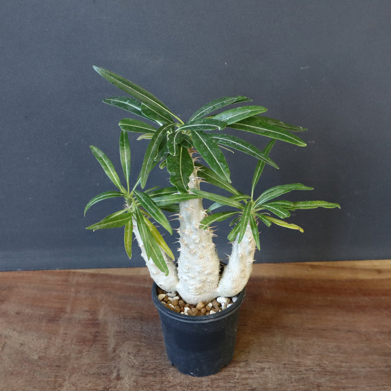 P.グラキリス（実生）420