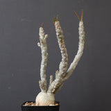 E.ワリンギアエ 3