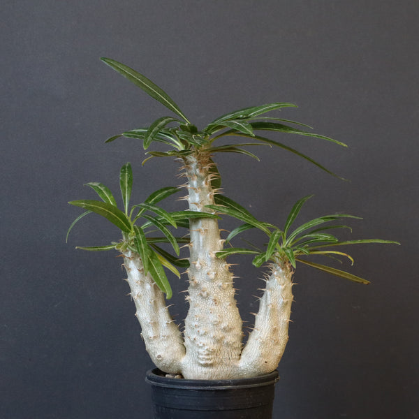 P.グラキリス（実生）420