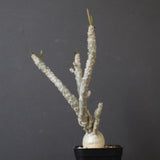 E.ワリンギアエ 3