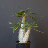 P.グラキリス（実生）420